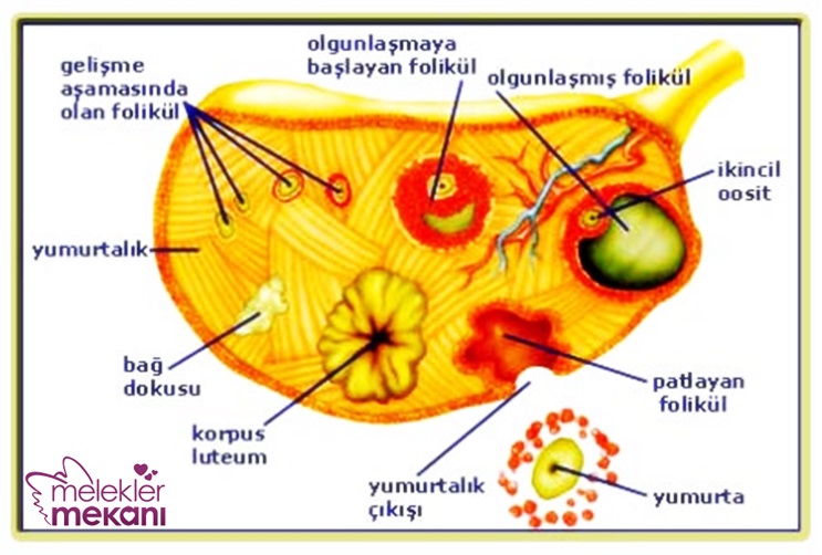 Folliküler Evre.jpg