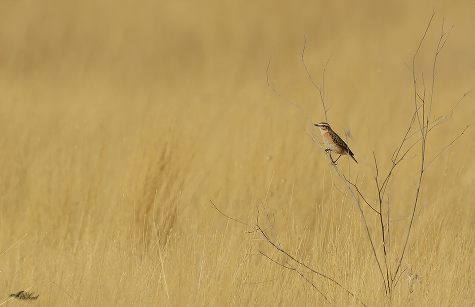 fotoğraf fonları 3.jpg