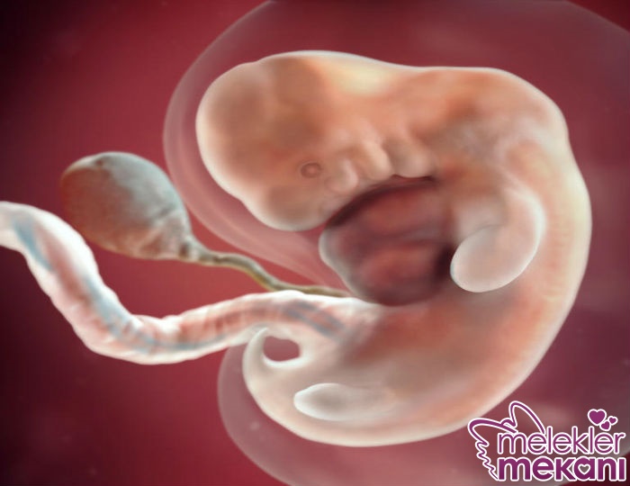 Gebeliğin İlk Trimesterinde.jpg