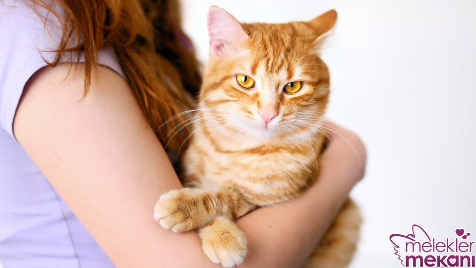 gebelik ve toksoplazma.jpg