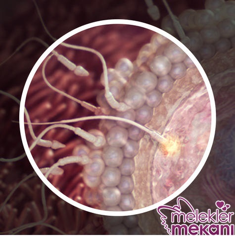 gebelikte 1. hafta usg.jpg