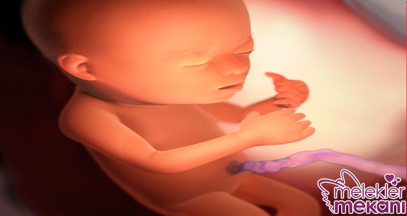 gebelikte 22. hafta.jpg