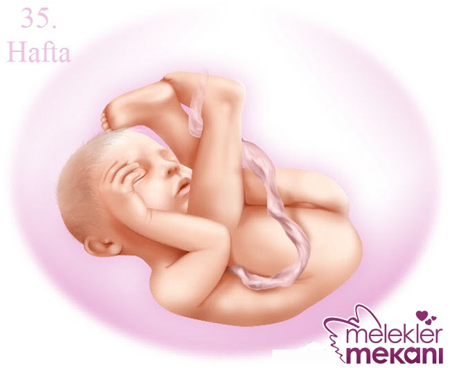 Gebelikte 35 . Hafta.jpg