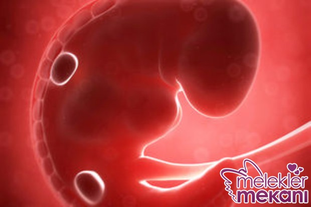 gebelikte 6. hafta.jpg