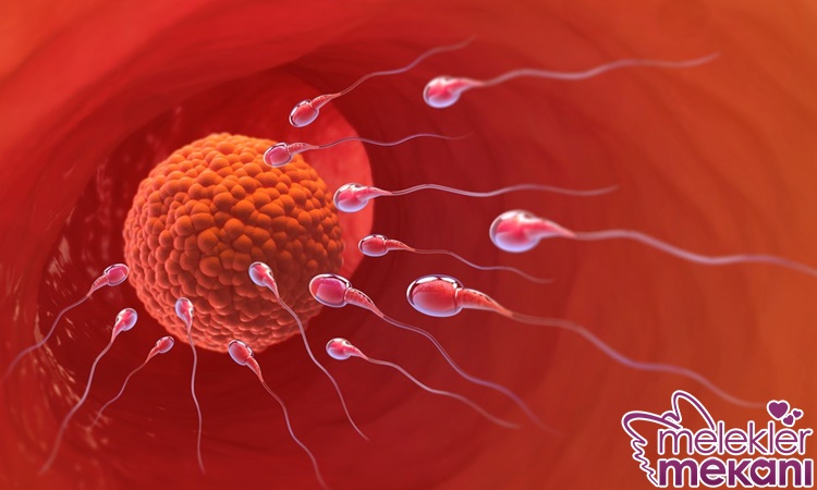 geç yumurtlama neden olur.jpg