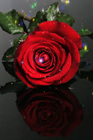 gül gif resimleri hareketli __ (1).jpg