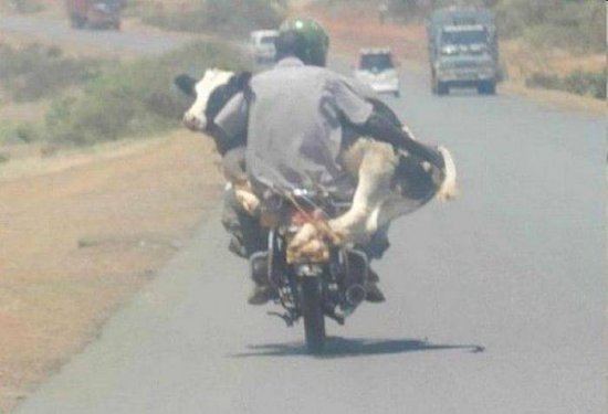 günün resimleri inek taşıyan adam motorla.jpg