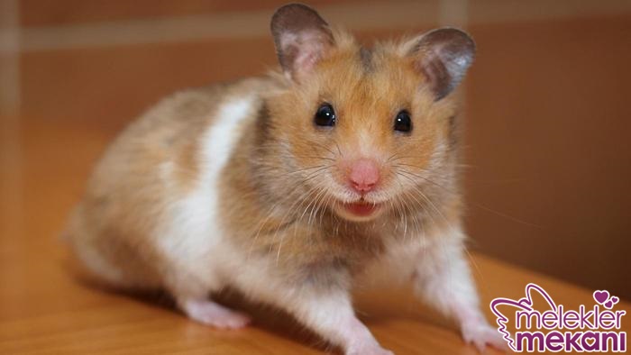hamster 4.jpg