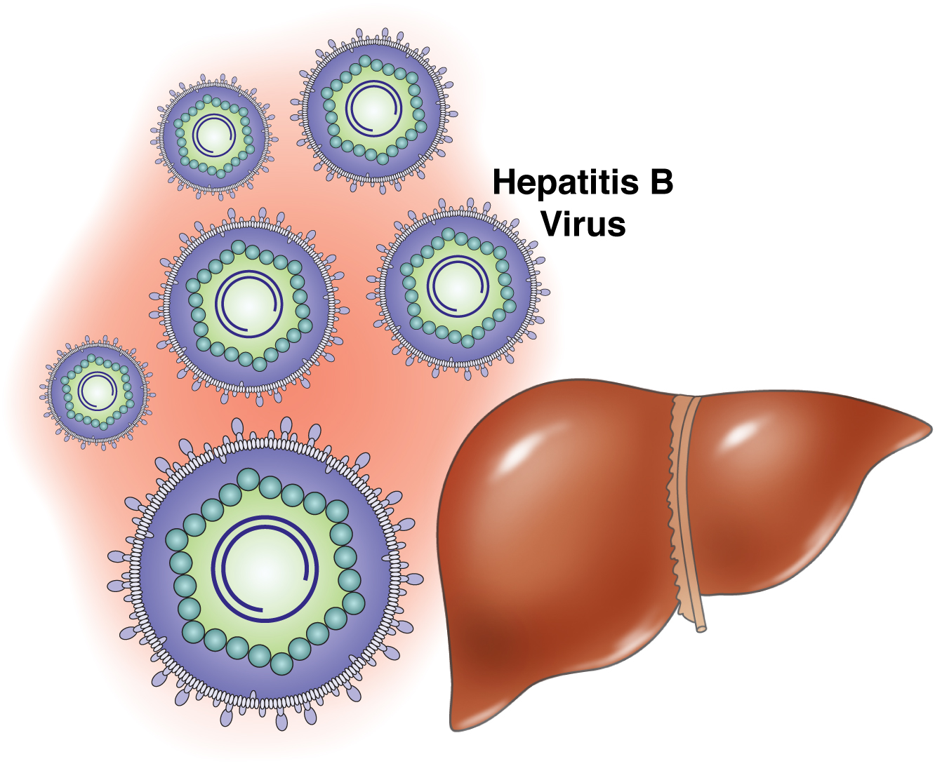 hepatit b.jpg