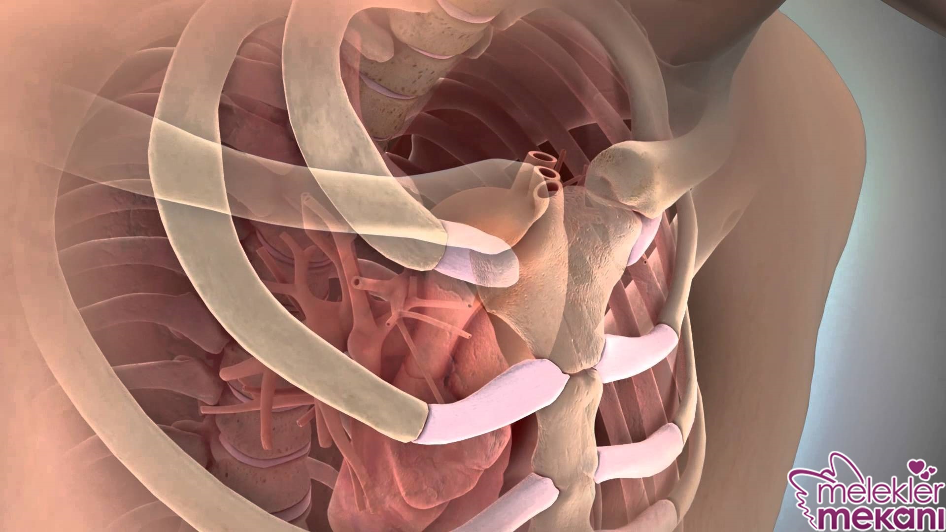 kaburga kırığı.jpg