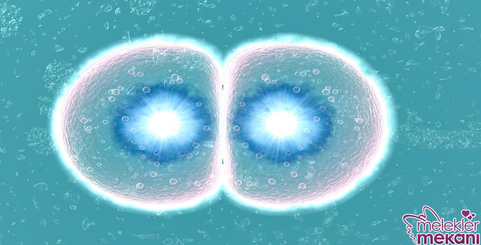 kadınlarda yumurta çatlamaması.jpg