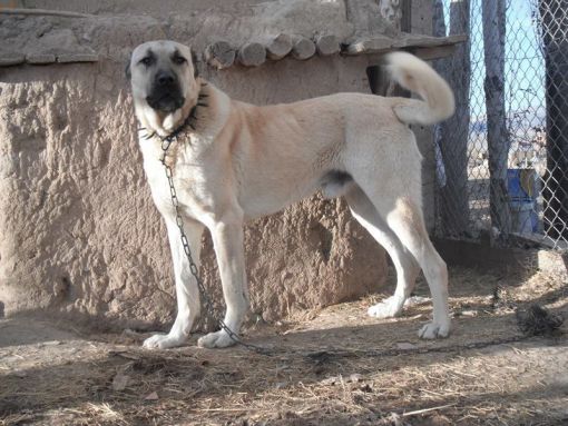 kangal resimleri 1.jpg