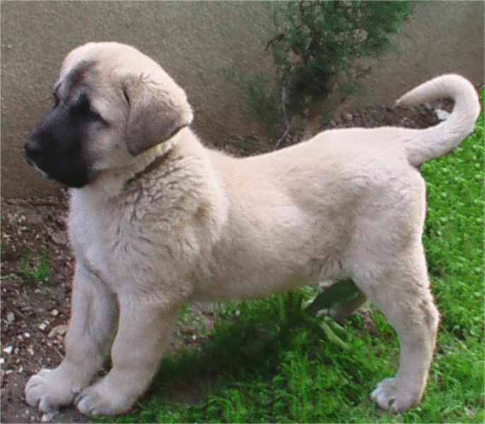 kangal-yavrusu1.gif