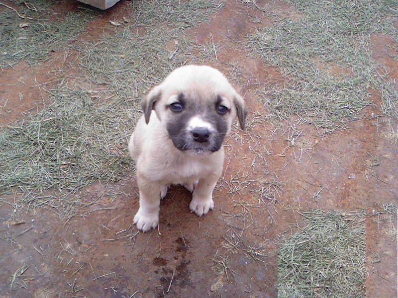 kangal_24165.jpg