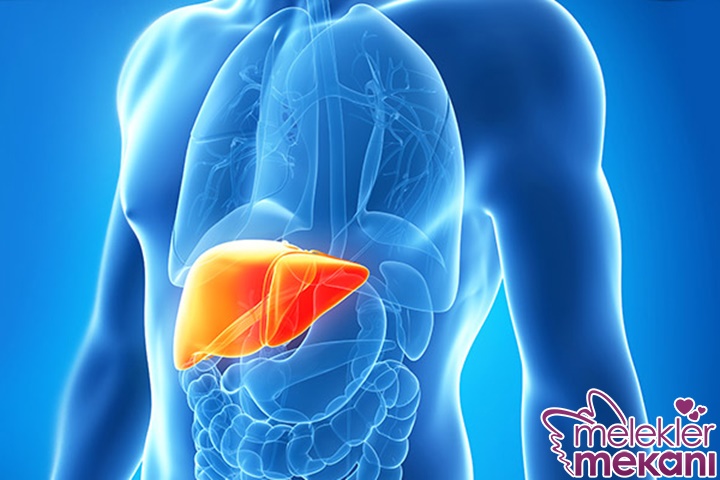 karaciğer yağlanması.jpg