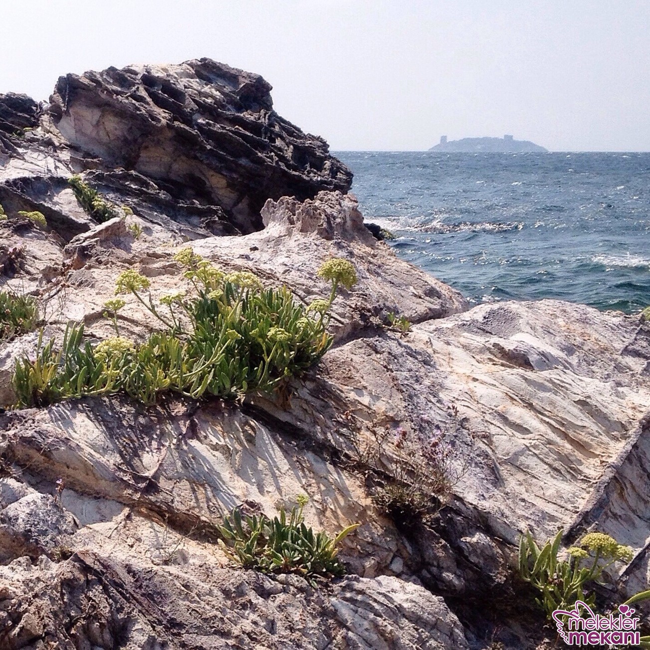 kaya koruğu nasıl yenir.JPG