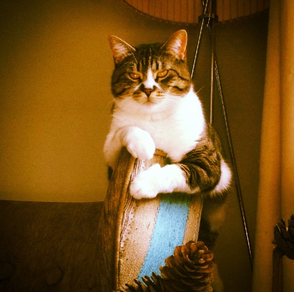 kedi mamaları tavsiyesi.jpg