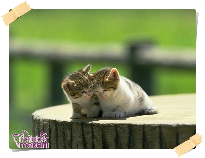 kedi resimleri (1).jpg