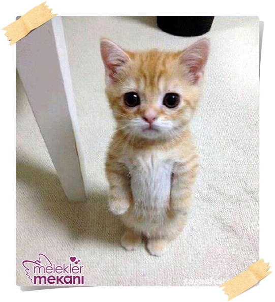kedi resimleri (10).jpg