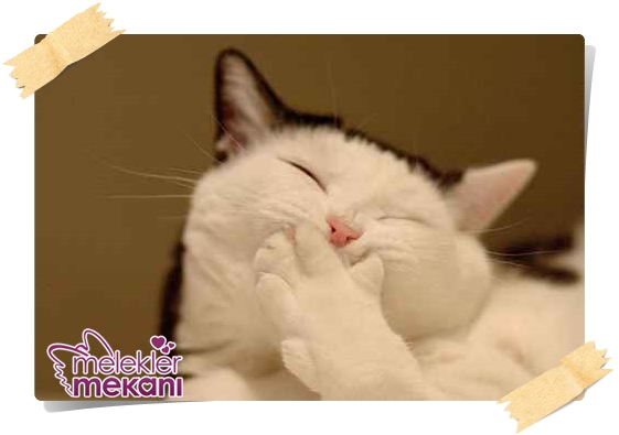 kedi resimleri (11).jpg