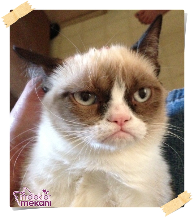 kedi resimleri (12).jpg