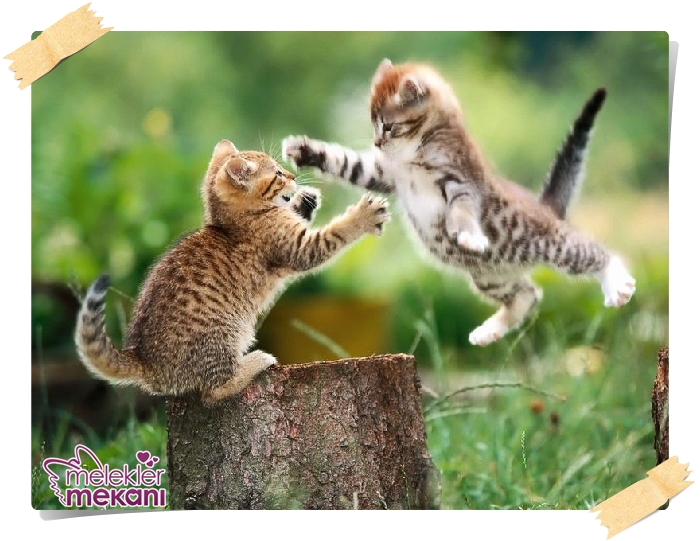 kedi resimleri (13).jpg