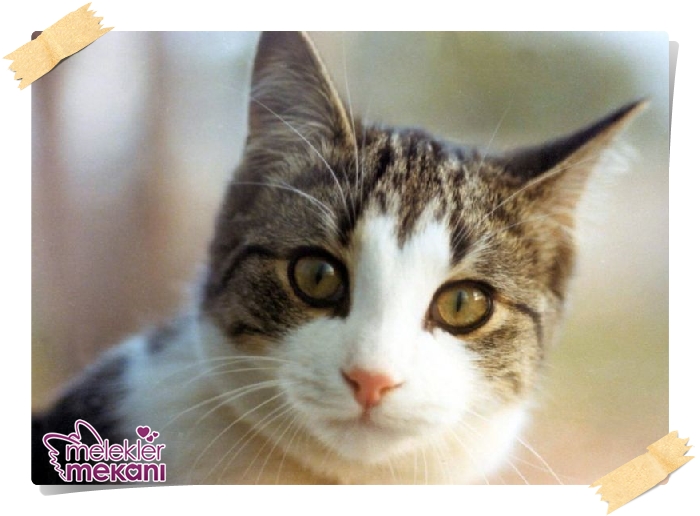 kedi resimleri (15).jpg