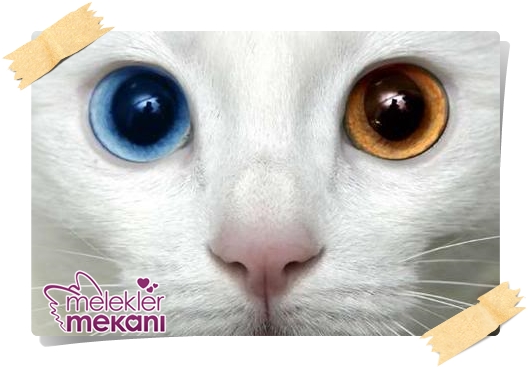 kedi resimleri (16).jpg