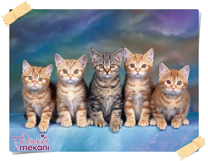 kedi resimleri (17).jpg