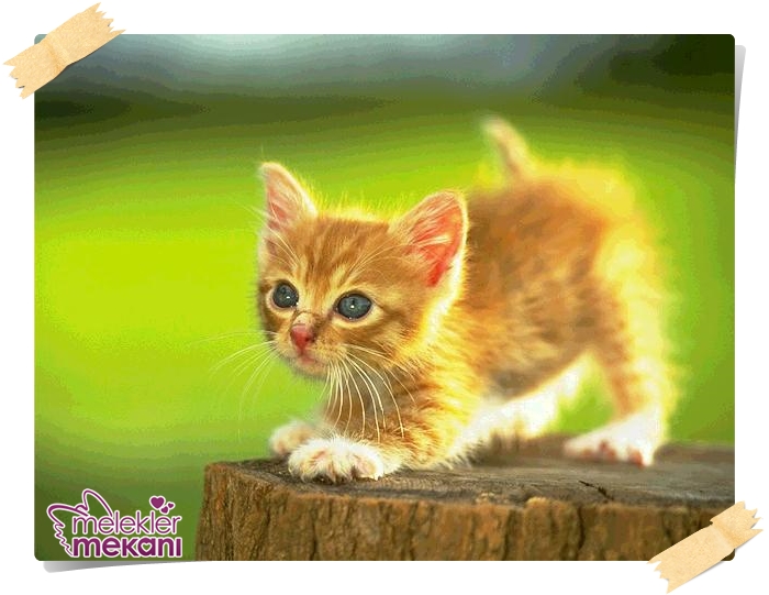 kedi resimleri (19).jpg