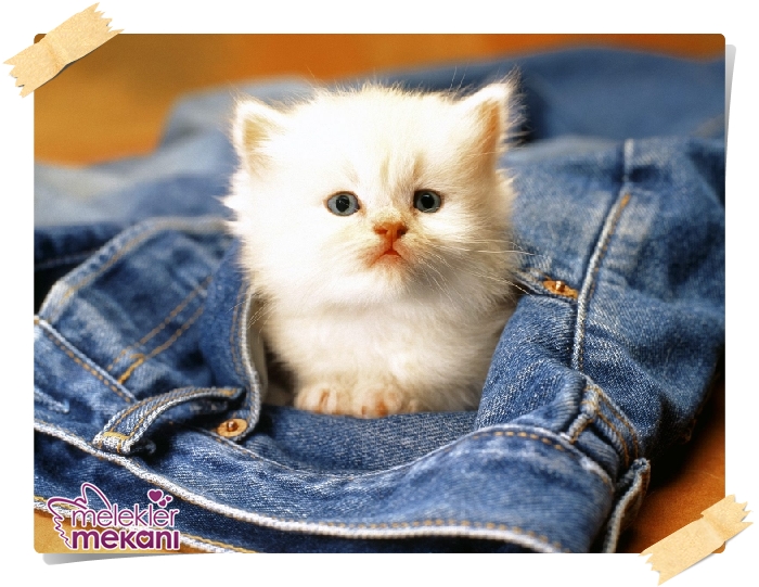 kedi resimleri (20).jpg