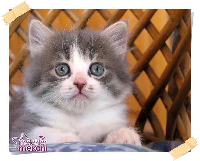 kedi resimleri (21).jpg