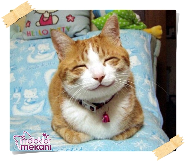 kedi resimleri (3).jpg