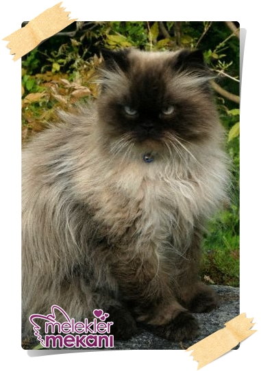 kedi resimleri (5).jpg