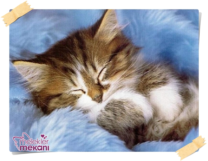 kedi resimleri (9).jpg