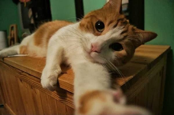 kedi selfie.jpg