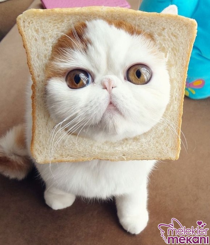kediler ekmek yermi.jpg