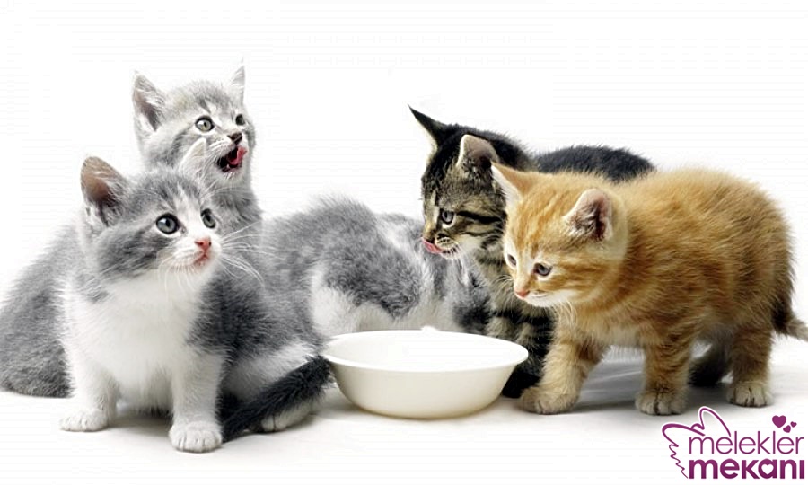 Kedilere Yogurt Vermek Sakincalimi Melek Kadinlar Kulubu