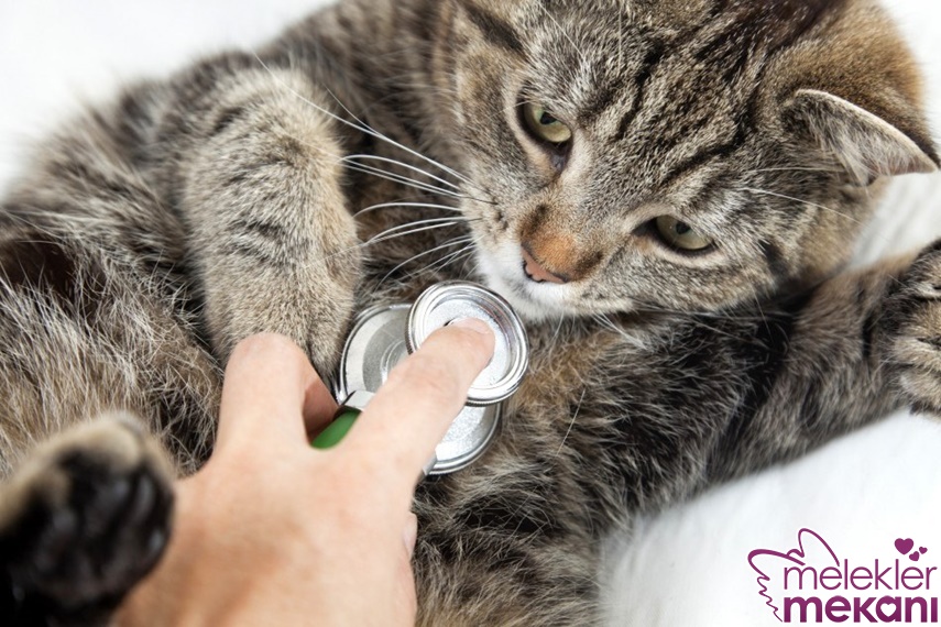 kedilerde allerji.jpg