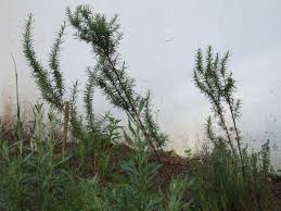 kekik biberiye melekler mekanı.jpg