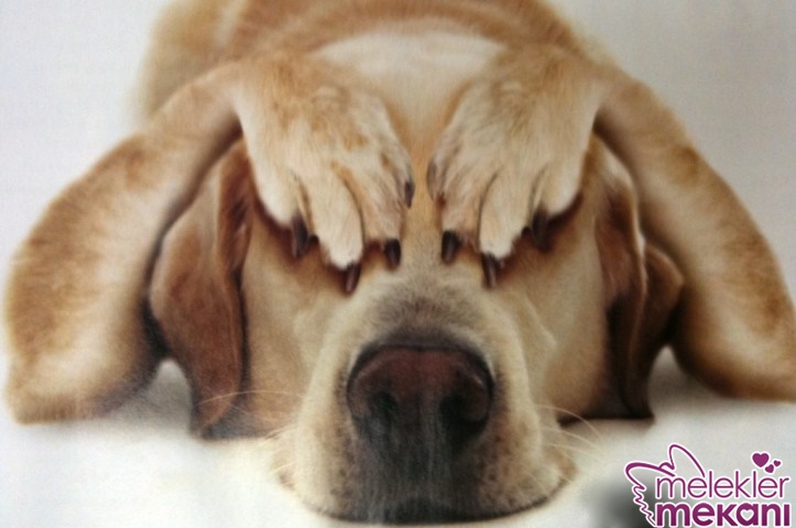 köpek kısırlaştırma.jpg