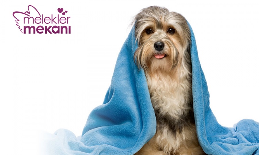 Köpek Nasıl Yıkanır 0.jpg