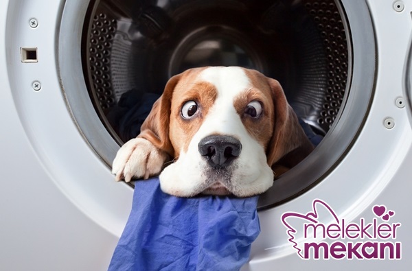 Köpek Nasıl Yıkanır 1.jpg