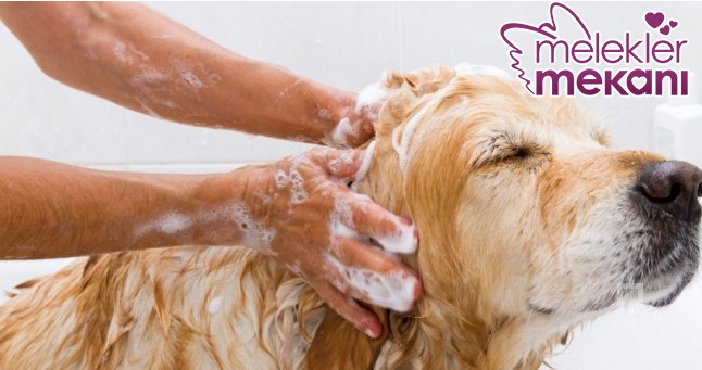 Köpek Nasıl Yıkanır.jpg