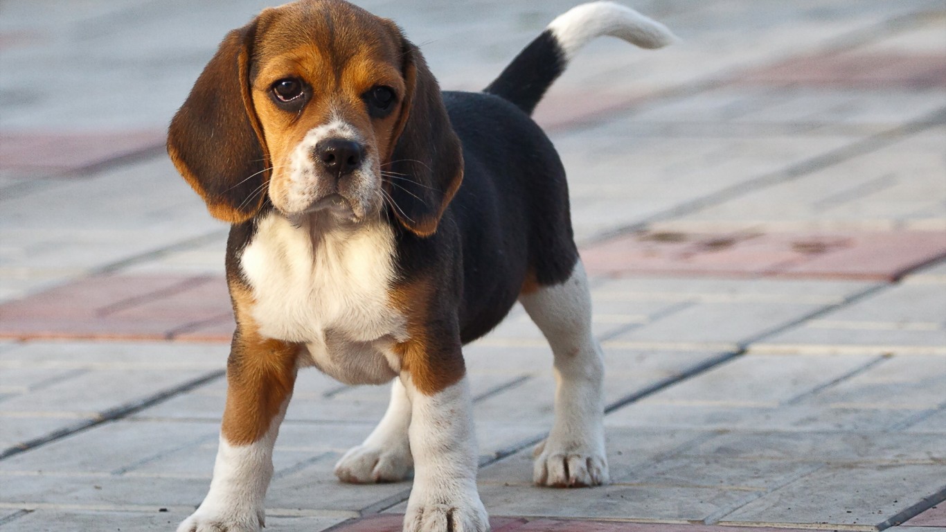 köpek resimleri 00.jpg