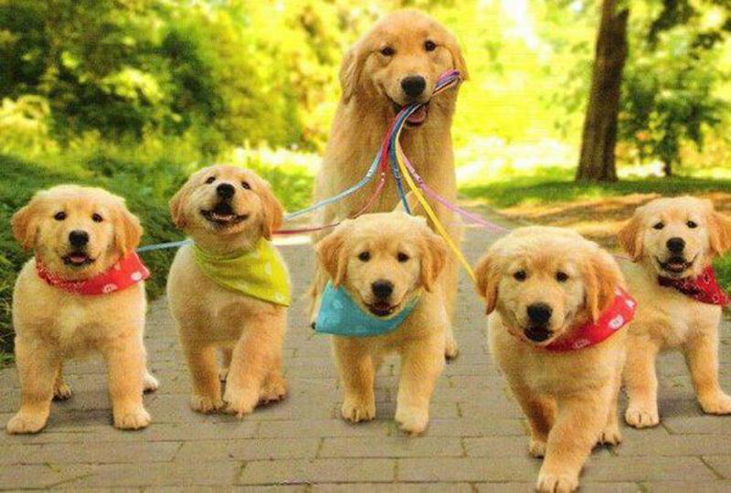 köpek resimleri 1.jpg