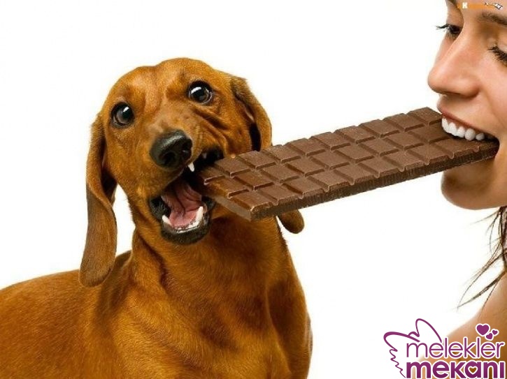 köpekler çikolata yermi.jpg