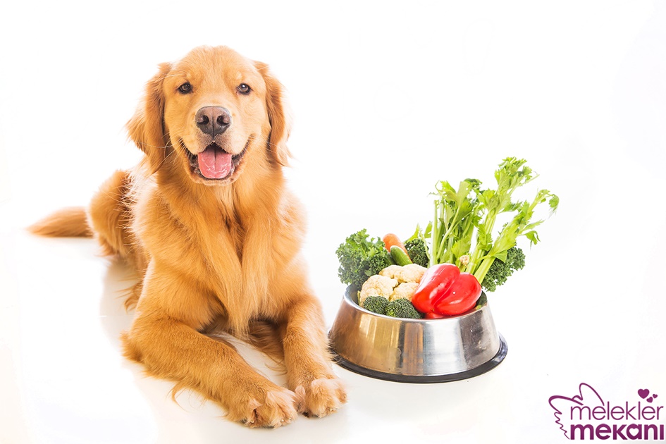 köpekler için zararlı bsinler.jpg