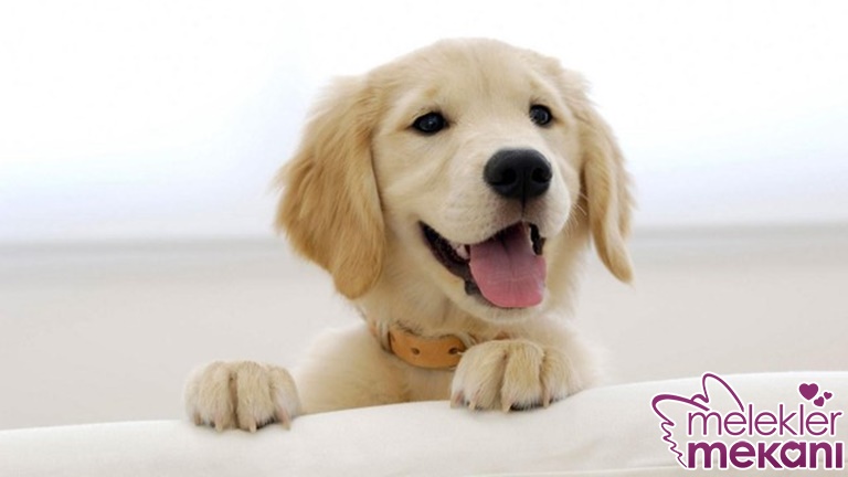 köpeklerde böbrek.jpg