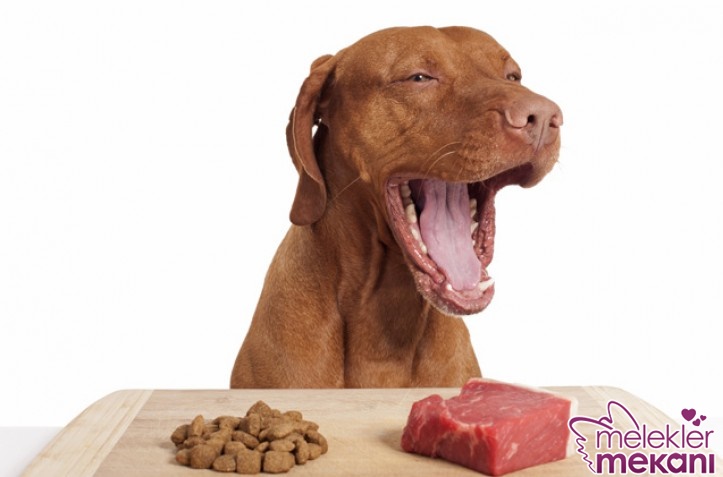 köpeklere zararlı gıdalar.jpg